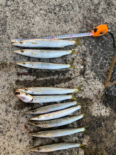 カマスの釣果