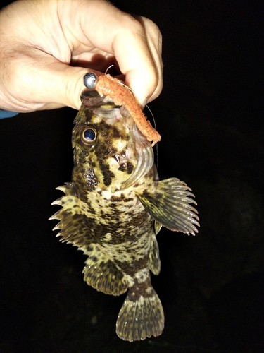 ムラソイの釣果