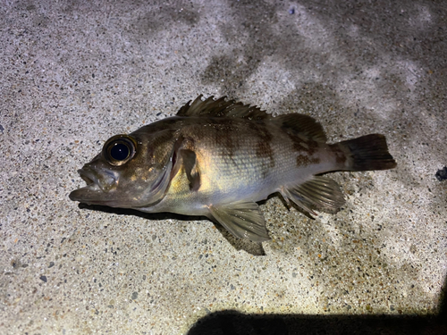 メバルの釣果