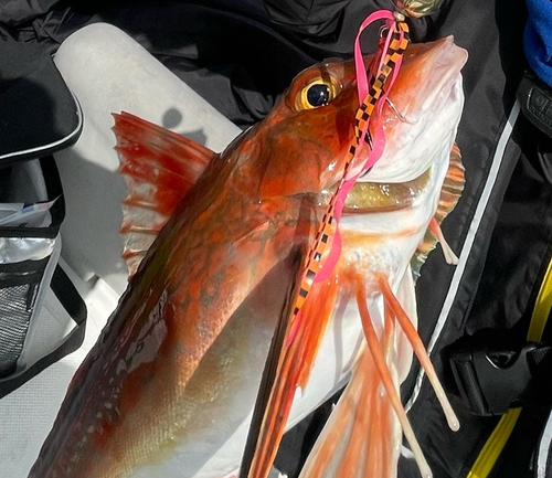 ホウボウの釣果