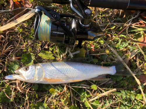 ハスの釣果