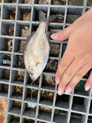ウミタナゴの釣果