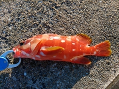 アカハタの釣果