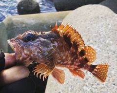 カサゴの釣果