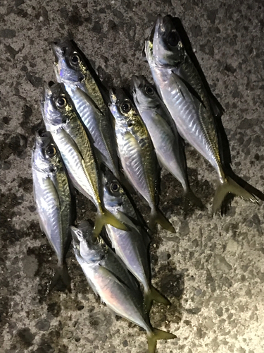 アジの釣果