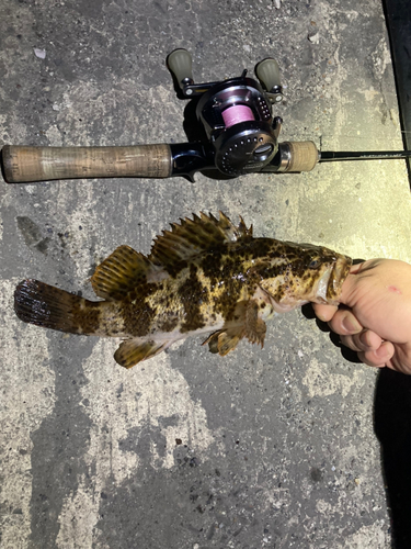 タケノコメバルの釣果