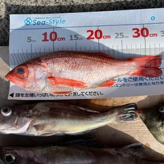 アカムツの釣果