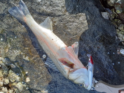 セイゴ（マルスズキ）の釣果