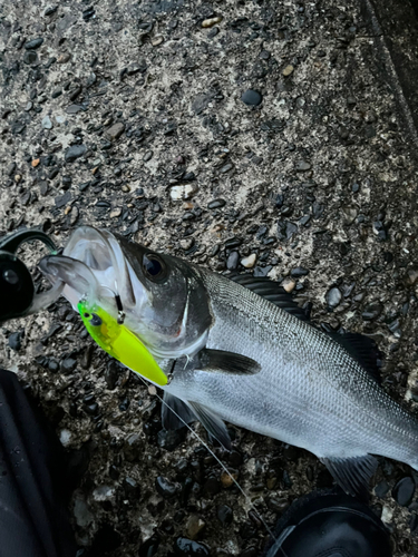 ヒラスズキの釣果