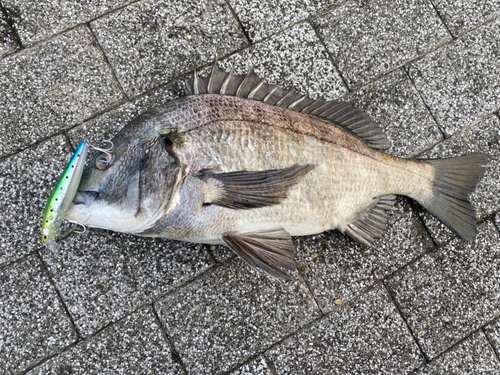 チヌの釣果