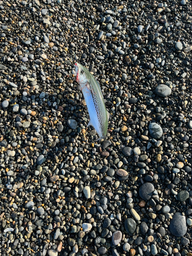 サゴシの釣果