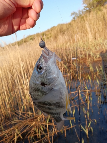 キビレの釣果