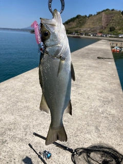 セイゴ（マルスズキ）の釣果