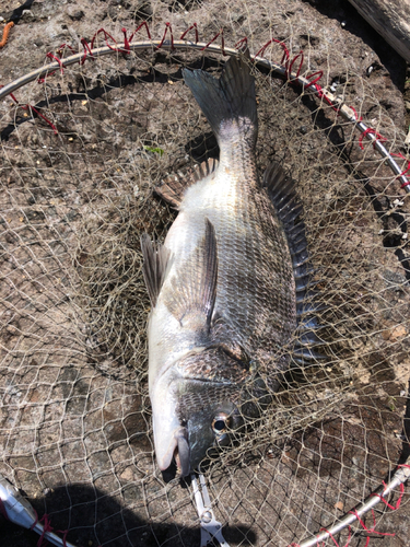 チヌの釣果