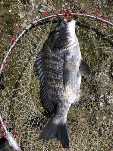 チヌの釣果