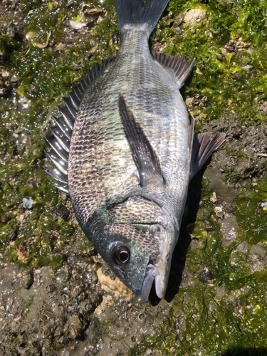 チヌの釣果