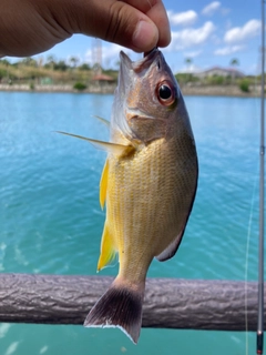 オキフエダイの釣果