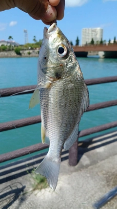 ホシミゾイサキの釣果