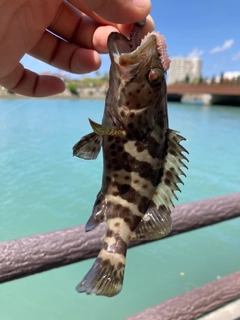 チャイロマルハタの釣果