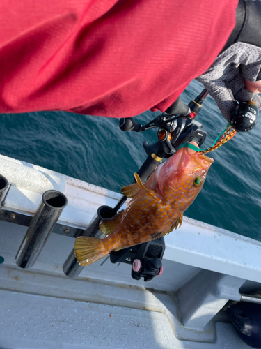 アコウの釣果