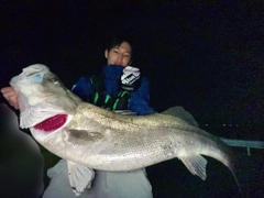 シーバスの釣果