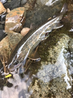 ニッコウイワナの釣果