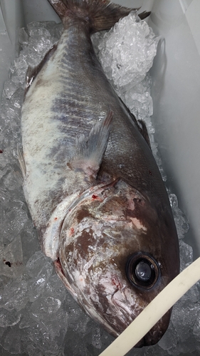 メダイの釣果