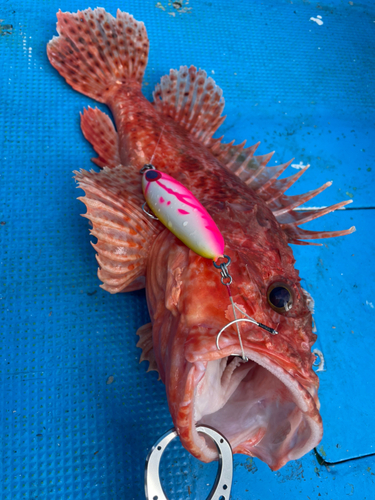 イズカサゴの釣果