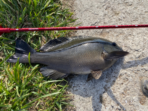 メジナの釣果