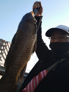 コイの釣果