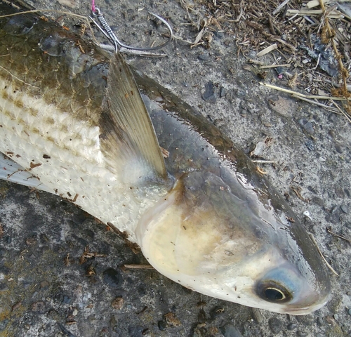 ボラの釣果