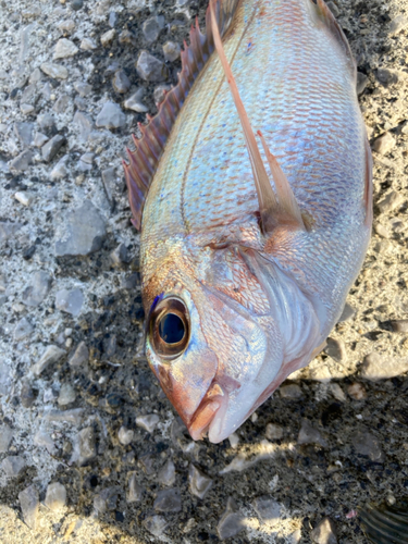 マダイの釣果