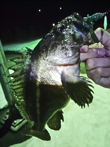 シマソイの釣果