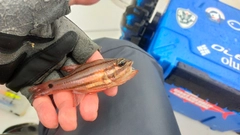 ネンブツダイの釣果