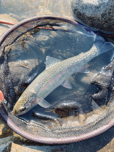 ニジマスの釣果