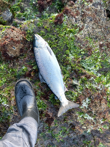 サクラマスの釣果