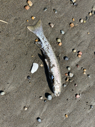 アメマスの釣果