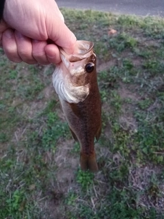 ラージマウスバスの釣果