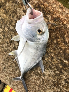 ロウニンアジの釣果