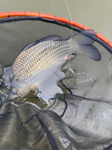 マブナの釣果