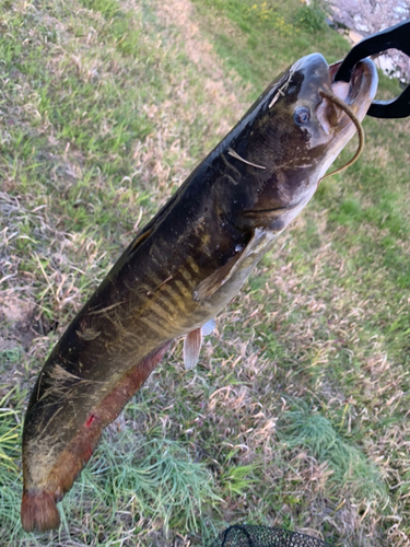 ナマズの釣果