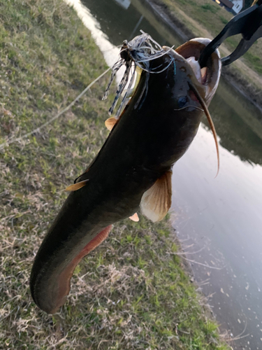 ナマズの釣果