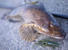 アイナメの釣果