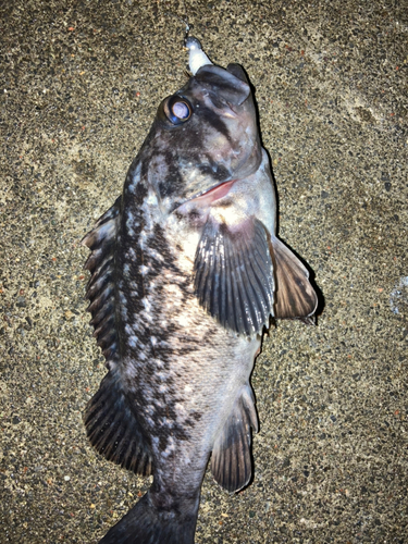 クロソイの釣果