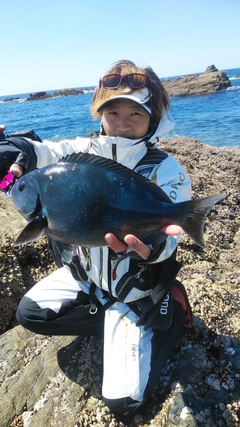 クロの釣果