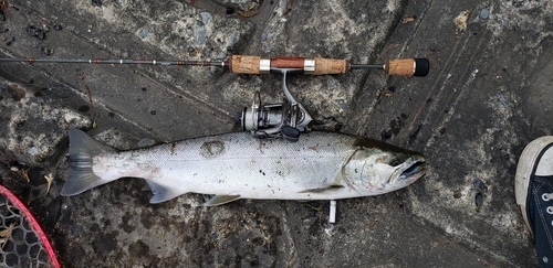 サクラマスの釣果