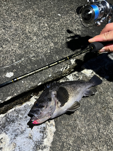 クロソイの釣果