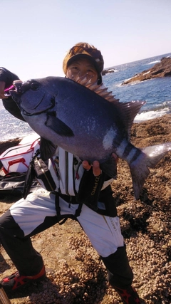 イシダイの釣果