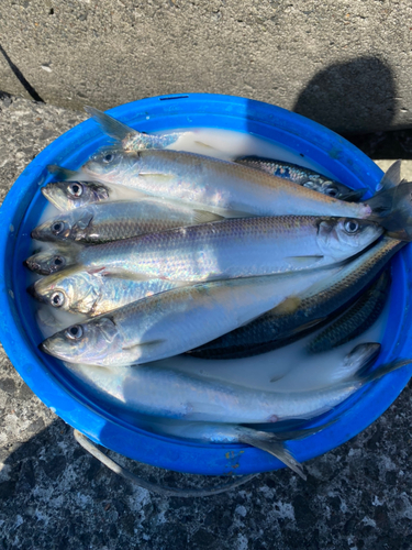 ニシンの釣果