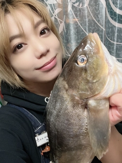 ホッケの釣果